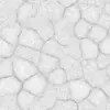 Infected Skin (6250) - Image 3