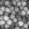 Infected Skin (6250) - Image 6