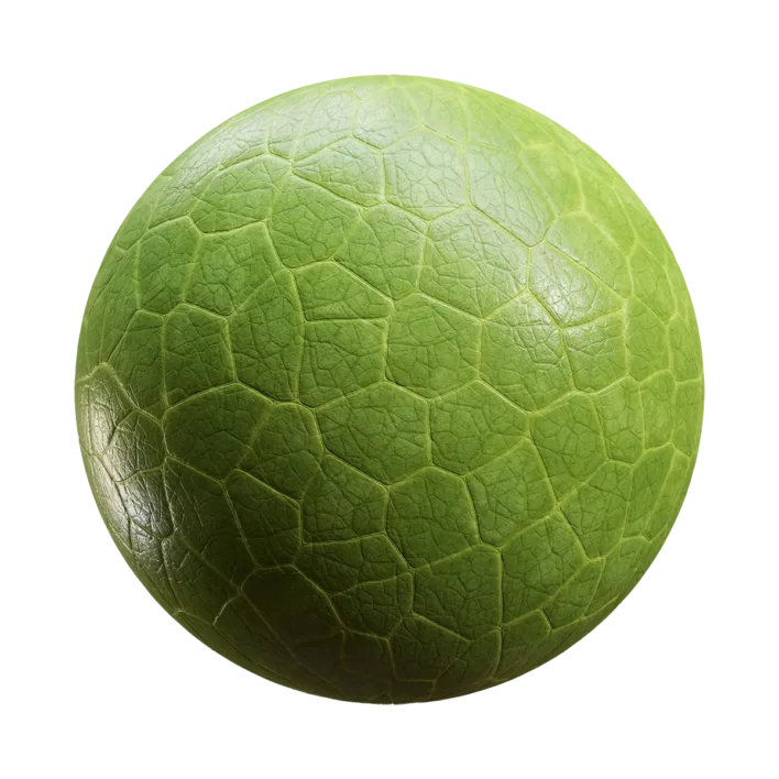 Leaf Cells (6232)