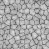 Leaf Cells (6232) - Image 6