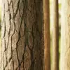 Mossy Pine Tree Bark (6395) - Image 2