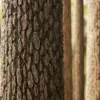Mossy Pine Tree Bark (6397) - Image 2