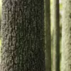 Mossy Spruce Tree Bark (6400) - Image 2