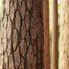 Pine Tree Bark (6394) - Image 2