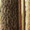 Pine Tree Bark (6396) - Image 2