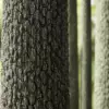 Spruce Tree Bark (6398) - Image 2