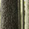 Spruce Tree Bark (6399) - Image 2