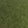 Grass Ground 6825 - Image 2