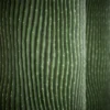 Cactus 6853 - Image 2