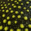 Green Alien Eggs 6892 - Image 2