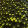 Green Alien Eggs 6893 - Image 2
