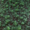 Green Alien Skin7 6902 - Image 2