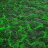 Green Glowing Rock 6949 - Image 2