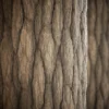 Oak Bark 6854 - Image 2