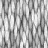 Oak Bark 6854 - Image 6
