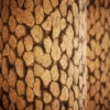 Pine Bark 6858 - Image 2