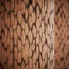 Pine Bark 6859 - Image 2