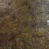 Rotten Flesh 6895 - Image 2