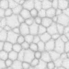 Zombie Tissue 6869 - Image 3