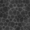 Zombie Tissue 6869 - Image 12