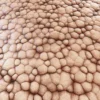 Zombie Tissue 6871 - Image 2