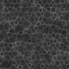 Zombie Tissue 6871 - Image 12