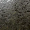 Mud With Grass And Water 7183 - Image 2