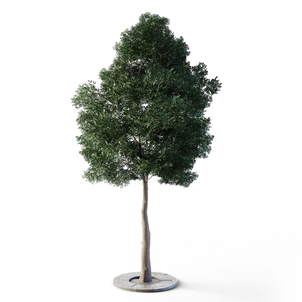 Small Leaved Lime Tree 5m