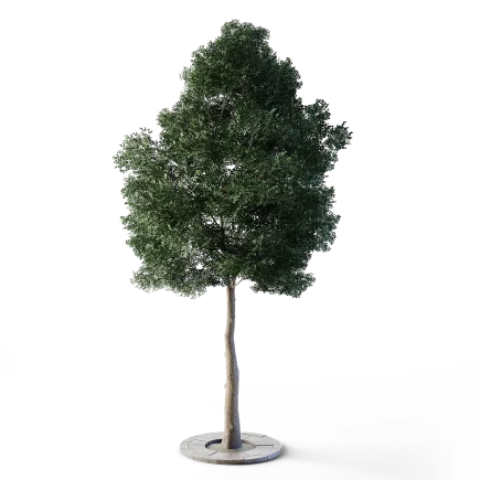 Small Leaved Lime Tree 5m