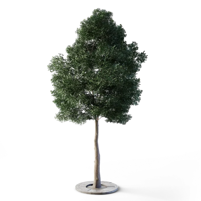Small Leaved Lime Tree 5m