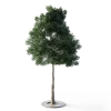 Small Leaved Lime Tree 5m - Image 7