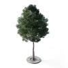 Small Leaved Lime Tree 5m - Image 5