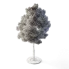 Small Leaved Lime Tree 5m - Image 2