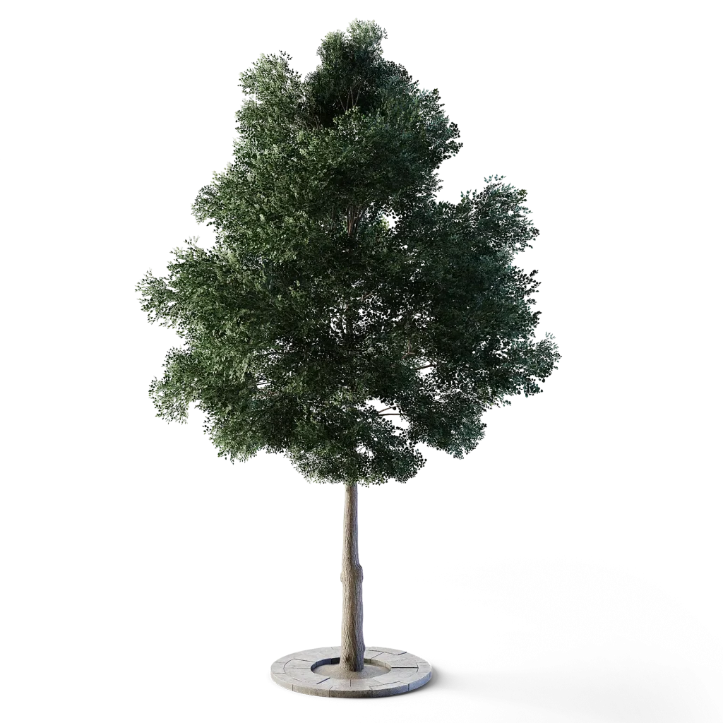 Small Leaved Lime Tree 4.9m