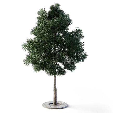 Small Leaved Lime Tree 4.9m