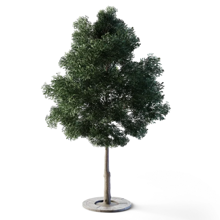 Small Leaved Lime Tree 4.9m