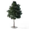 Small Leaved Lime Tree 4.9m - Image 7