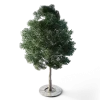 Small Leaved Lime Tree 4.9m - Image 5