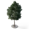 Small Leaved Lime Tree 4.9m - Image 4
