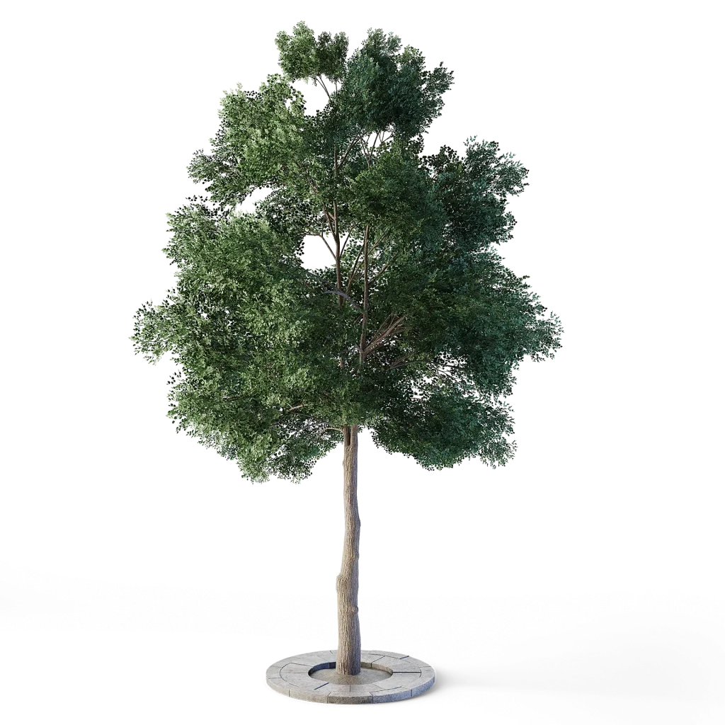Small Leaved Lime Tree 4.6m