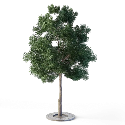Small Leaved Lime Tree 4.6m