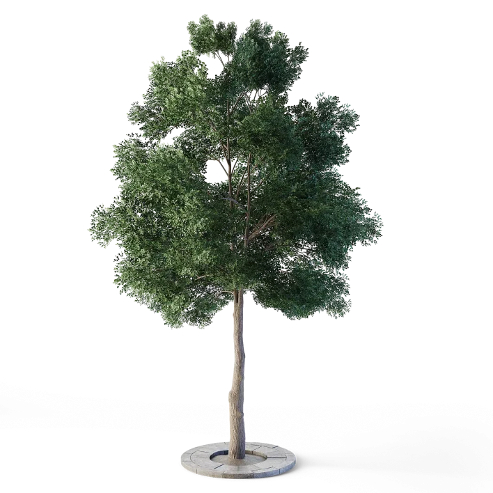 Small Leaved Lime Tree 4.6m