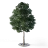 Small Leaved Lime Tree 4.6m - Image 7