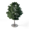 Small Leaved Lime Tree 4.6m - Image 5