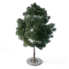 Small Leaved Lime Tree 4.6m - Image 3