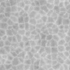 Alien Membrane 7837 - Image 5