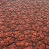 Alien Tissue 7843 - Image 2
