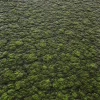 Alien Tissue 7845 - Image 2