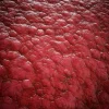 Raw Flesh 7836 - Image 2