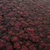 Wet Alien Tissue 7844 - Image 2